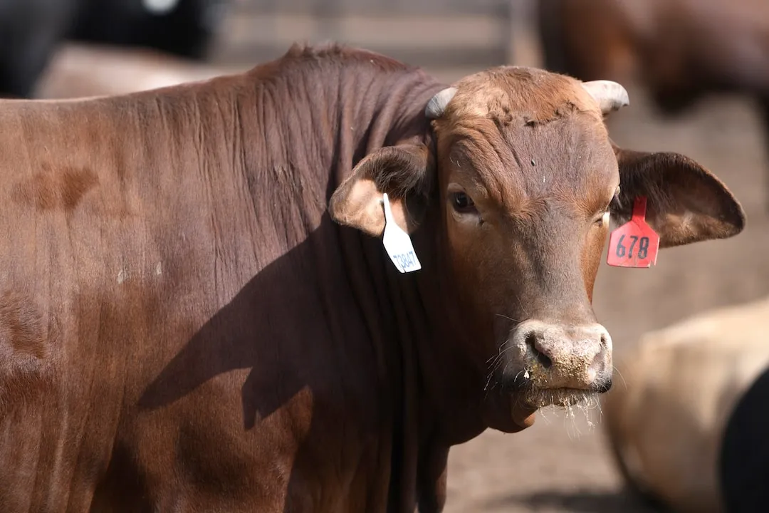 Mexican beef producers thrive. image 6