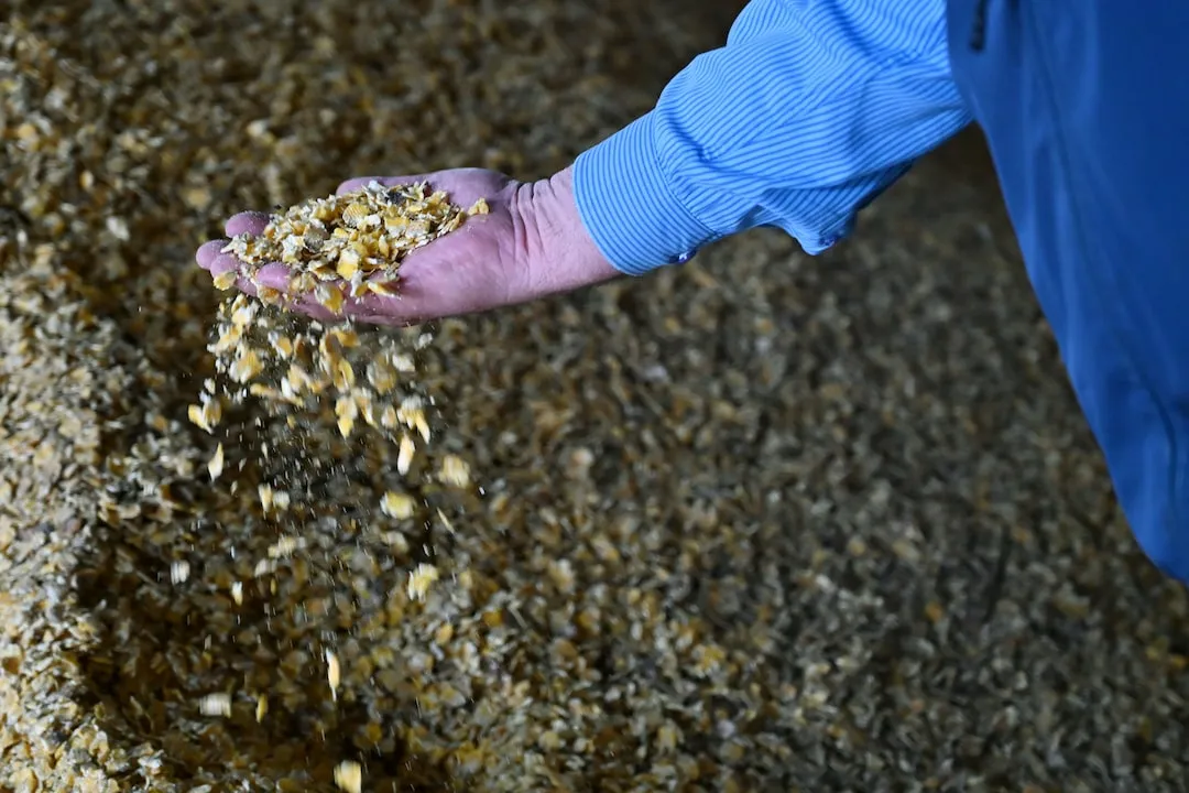 Mexican beef producers thrive. image 7