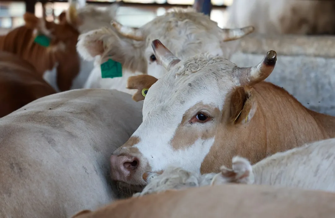Mexican beef producers thrive. image 8