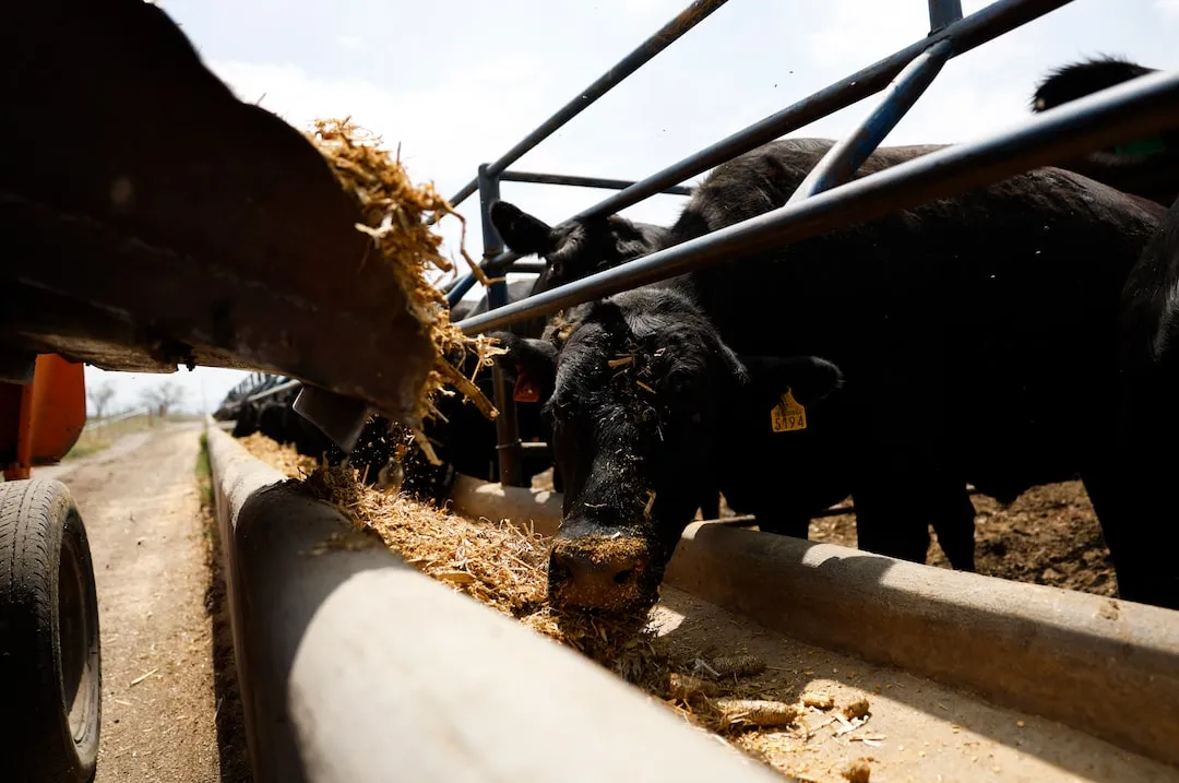 Mexican beef producers thrive. image 9