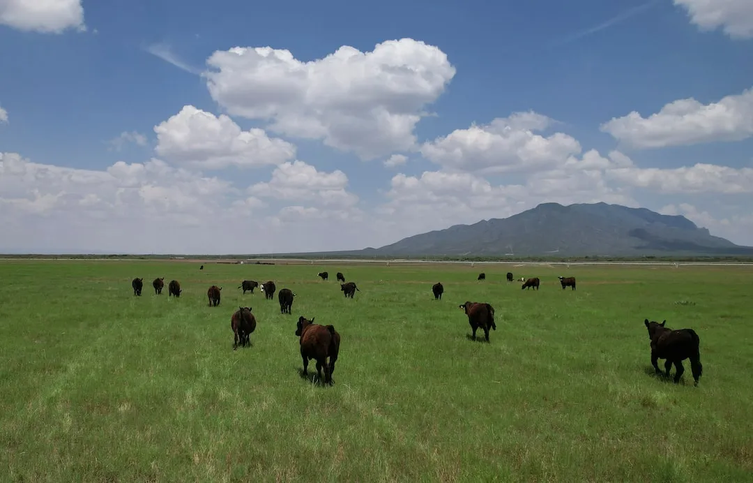 Mexican beef producers thrive. image 1