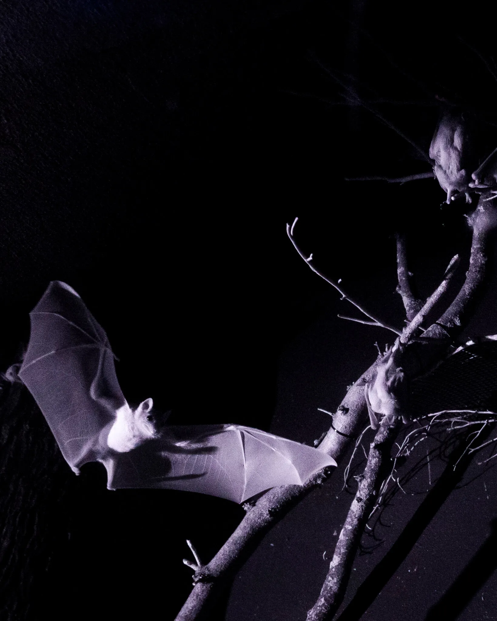 Bats' inquiry prompts. image 1